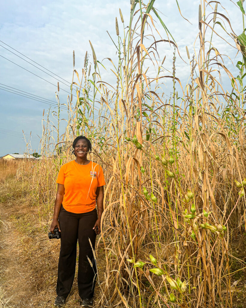 millet plants